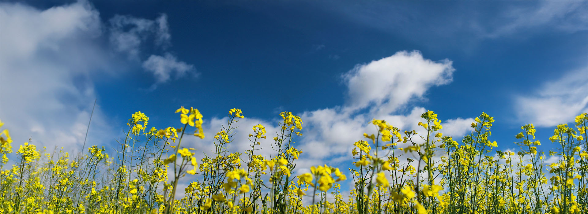 Blühende Frühlingslandschaft mit gelben Blumen und grünem Gras unter blauem Himmel
